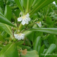 Scaevola taccada (Gaertn.) Roxb.